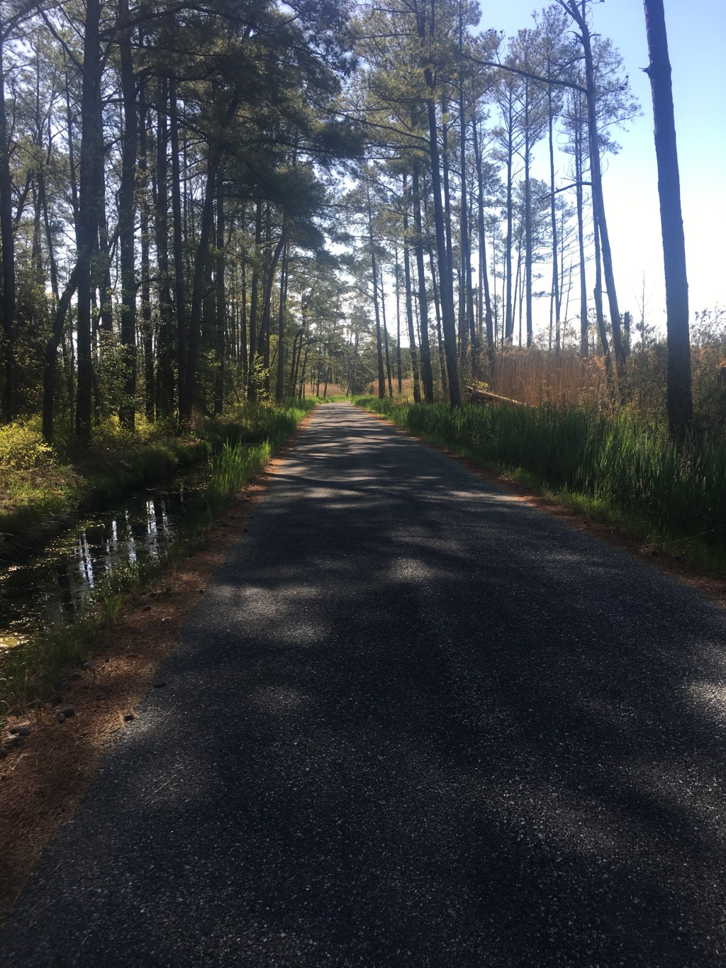 The Haunted Old House Woods of Mathews&nbsp;County